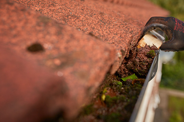 Moss in gutter